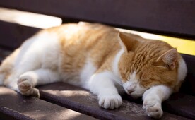 猫