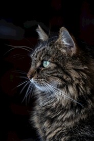 猫