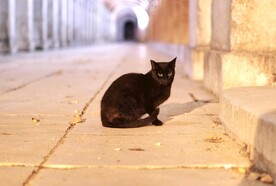 猫