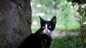 猫