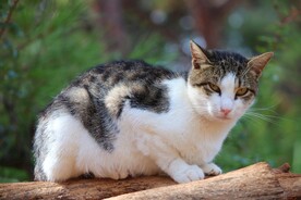 猫