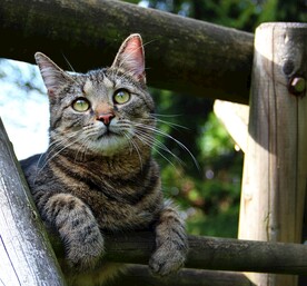 猫