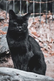 猫