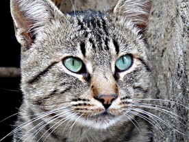 猫