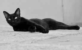 猫