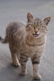 猫