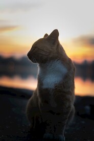 猫