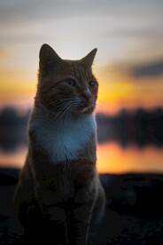 猫