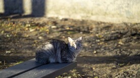 猫