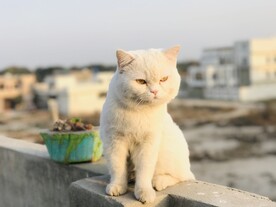猫