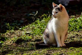 猫