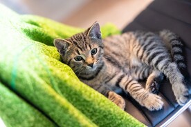 猫