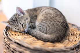 猫