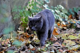 猫