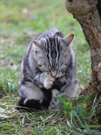 猫
