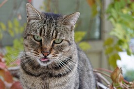 猫