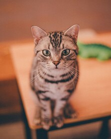 猫