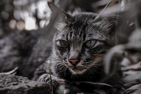猫