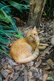 猫