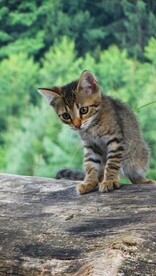 猫