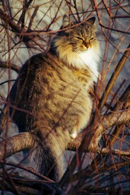 猫