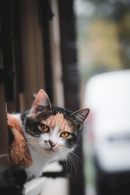 猫