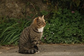 猫