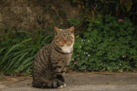 猫