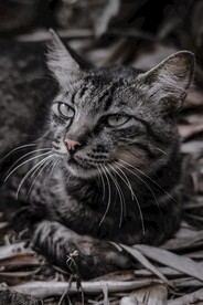 猫
