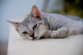 猫