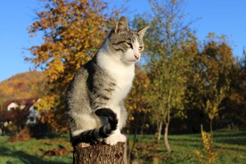 猫