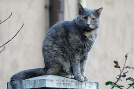 猫
