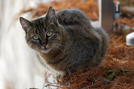 猫