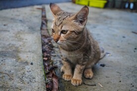 猫