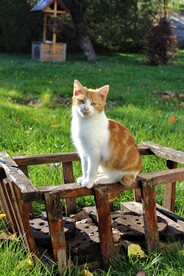 猫