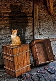猫