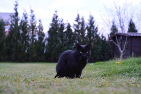 猫