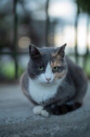 猫