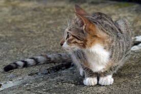 猫