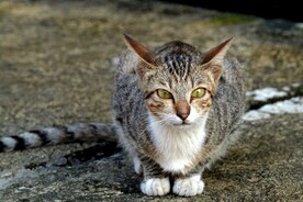 猫