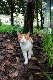 猫