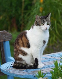 猫
