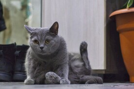 猫