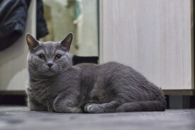猫