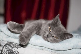 猫