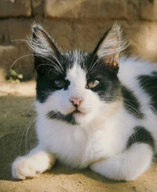 猫