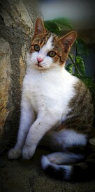猫