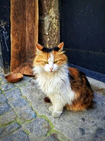 猫