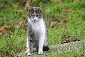 猫