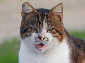 猫